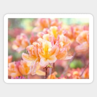 Orange and yellow rhododendrons blooming Sticker